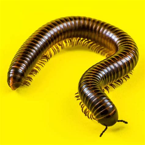 The Significance of Consuming a Millipede in Dreams