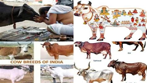 The Significance of Cows in Hindu Rituals and Worship