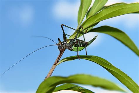 The Significance of Crickets in Cultural Interpretation of Dreams