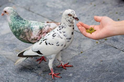 The Significance of Doves in Dreams