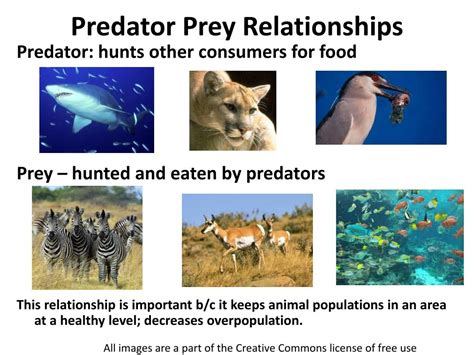 The Significance of Dream Symbolism: Deciphering the Predator-Prey Metaphor