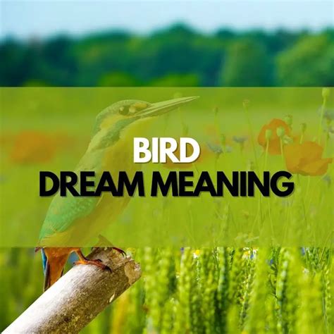 The Significance of Dreaming about Birds Pursuing