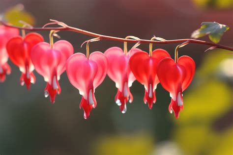 The Significance of Dreaming about Bleeding Heart