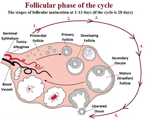 The Significance of Dreaming about Growth of Body Follicles