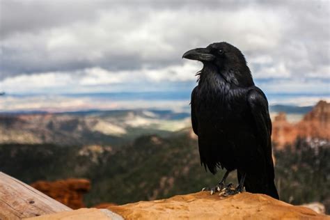 The Significance of Dreaming about a Tiny Obsidian Avian Creature