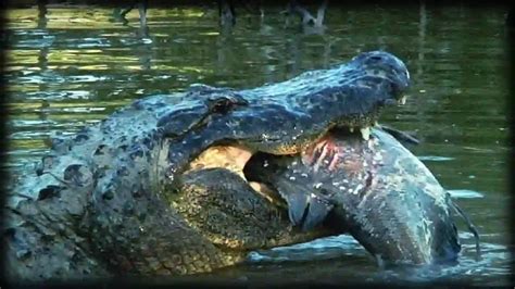 The Significance of Dreaming about an Alligator Attacking a Person