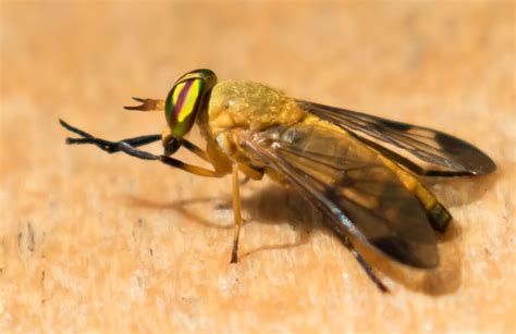 The Significance of Dreaming of Yellow Flies