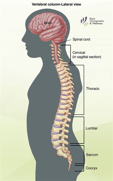 The Significance of Dreams Involving Spinal Afflictions: Explication and Importance