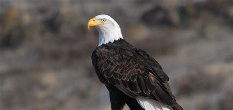 The Significance of Eagles in Native American Beliefs about Dreams