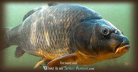 The Significance of Expired Carp in Dream Imagery