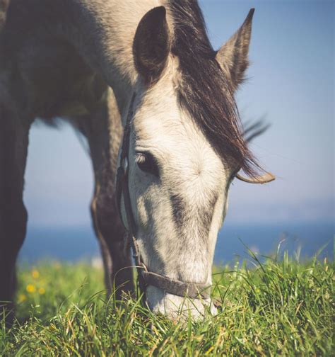 The Significance of Feeding Behavior in Horse Dreams