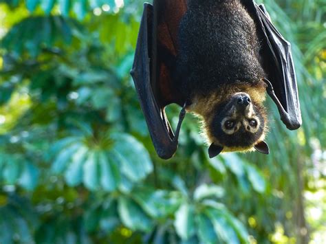 The Significance of Flying Foxes in Ecosystems