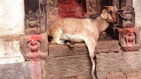 The Significance of Goats in the Sacred Traditions of Hinduism