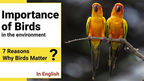 The Significance of Golden Fluttering Birds in Ecosystems