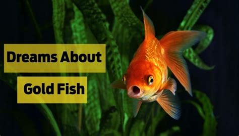 The Significance of Goldfish in Analyzing Dreams from a Psychological Perspective