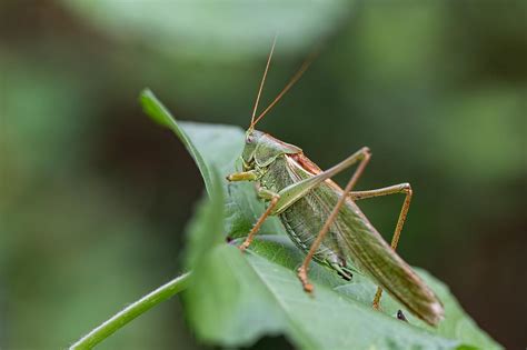 The Significance of Grasshoppers in Hair: Decoding the Symbolic Message