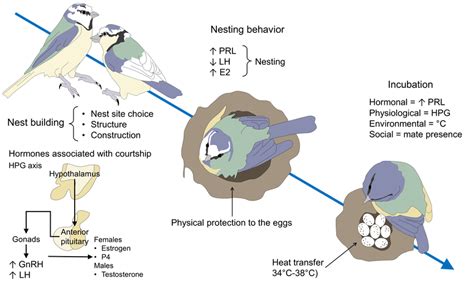 The Significance of Hormonal Factors in Avian Courtship Fantasies