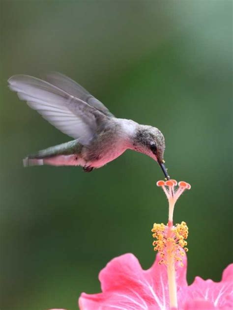 The Significance of Hummingbirds in Dream Interpretation: Delight and Nimbleness