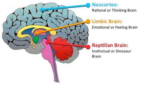 The Significance of Ingesting Small Mammals in Subconscious Reveries