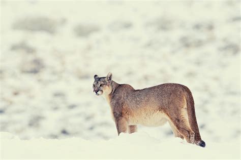 The Significance of Instincts and Boldness in Dreams of Pursuing a Mighty Lion