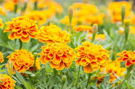 The Significance of Lively Golden Marigolds