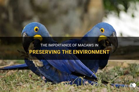 The Significance of Macaws in Preserving Biodiversity