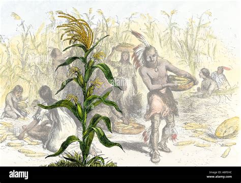 The Significance of Maize Plants in Indigenous American Visionary Traditions