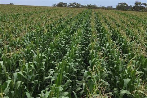 The Significance of Maize in the Field of Agriculture