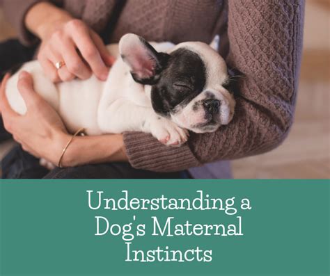 The Significance of Maternal Instinct and Nurturing in Canine Birthing Dreams