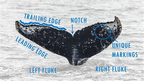 The Significance of Multiple Whales