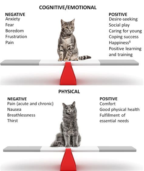 The Significance of Multiplication in Feline Reveries