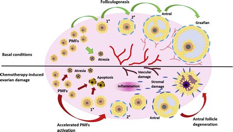 The Significance of Ovarian Loss in Dream Analysis