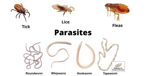 The Significance of Parasitic Insects in Subconscious Manifestations