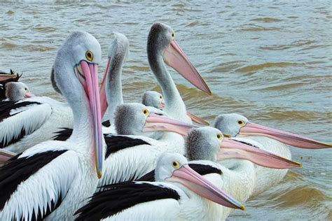 The Significance of Pelicans in Dream Symbolism