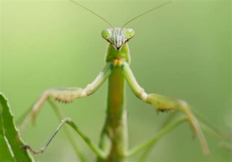 The Significance of Praying Mantis Symbolism in One's Dream World