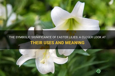 The Significance of Pure Lilies: Exploring the Symbolic Meaning