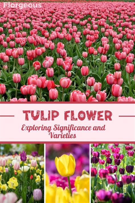 The Significance of Pure Tulips in Nuptials