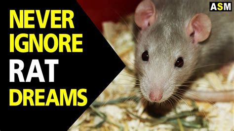 The Significance of Rat Dreams in Various Cultures