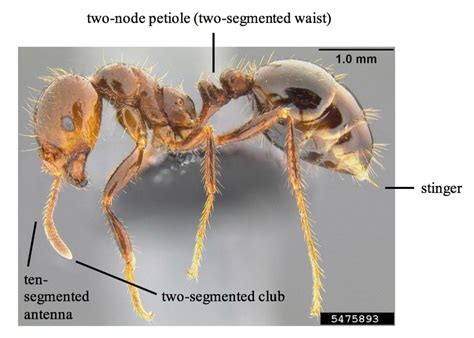 The Significance of Red Ants' Presence On Vertical Surfaces