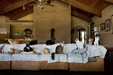 The Significance of Regular Maintenance for your Feline's Resting Sanctuary