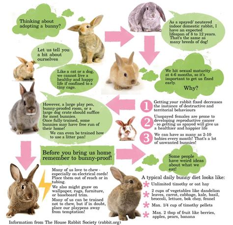 The Significance of Regular Veterinary Care for Your Bunny