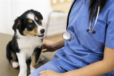 The Significance of Regular Veterinary Check-ups