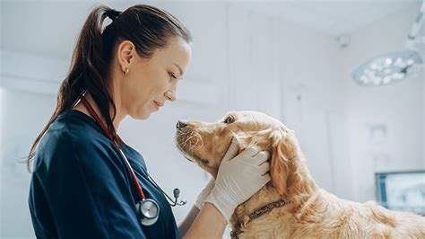 The Significance of Regular Veterinary Check-ups for Canines with Worm Infestation