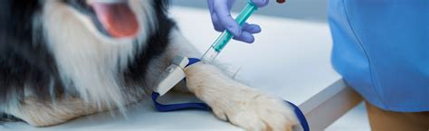 The Significance of Regular Veterinary Check-ups for Your Beloved Companions