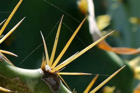 The Significance of Removing Cactus Thorns from Your Skin in Dreams