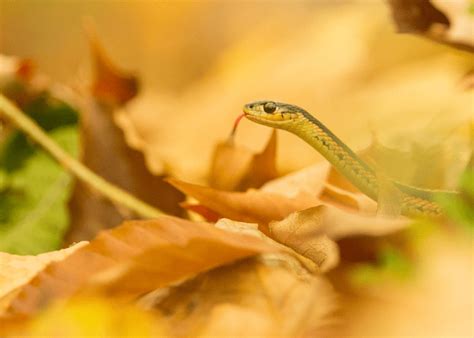 The Significance of Serpent-Welcoming Environments