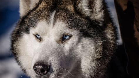 The Significance of Siberian Huskies in Indigenous Cultures and Customs