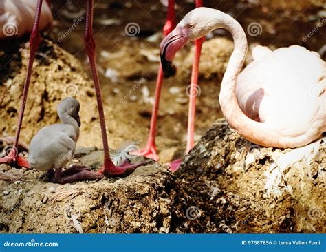 The Significance of Social Interaction for Newborn Flamingos