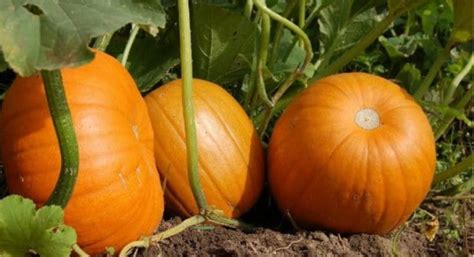 The Significance of Sufficient Sunlight and Proper Irrigation for Pumpkins