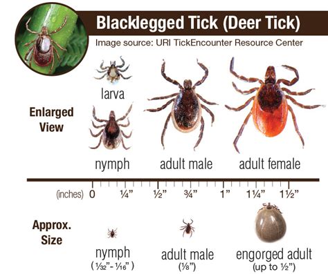 The Significance of Ticks Moving across Your Physical Being